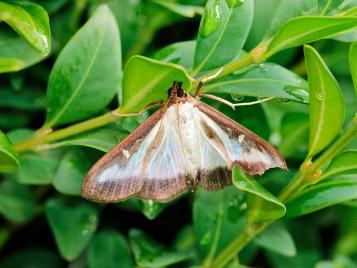 Adult box tree moth