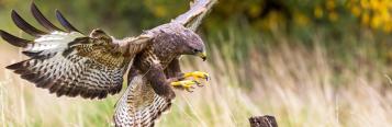 British birds of prey