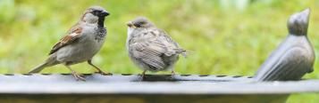 Types of birds