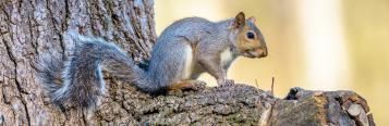 What do squirrels eat?