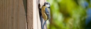 Un Nichoir Pour Oiseaux Dans Le Jardin