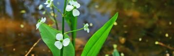 Aquatic plants