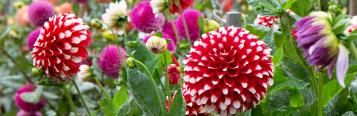 Growing herbaceous perennials