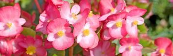 Plantes Annuelles