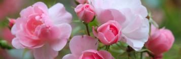 Rosiers