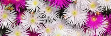 How to keep summer plants flowering | Love The Garden