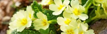 Planting spring and winter bedding plants