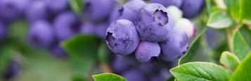 Watering camellias, blueberries and other acid loving plants