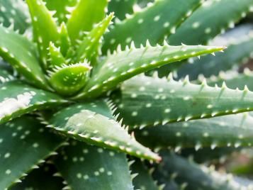 Aloe vera houseplant