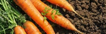The best British vegetables to grow at home