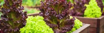 What are the easiest vegetables to grow?