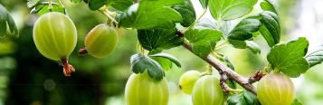 Feeding fruit bushes