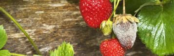 11 common fruit and vegetable diseases