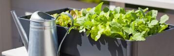 Growing fruit and veg in containers