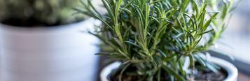 Growing herbs indoors