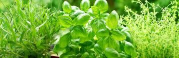 Growing herbs for cooking
