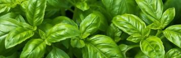Image for Basil