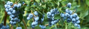 Image for Blueberries (Vaccinium corymbosum, Vaccinium angustifolium)