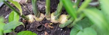 How to grow ginger