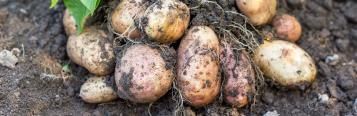 Image for Kartoffeln