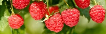 Image for Raspberries (Rubus idaeus)