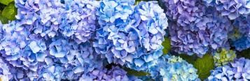 Comment entretenir vos hortensias 
