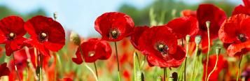 Growing poppies