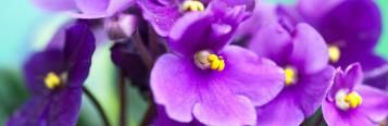 Growing successful indoor houseplants
