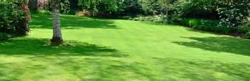 How to grow grass