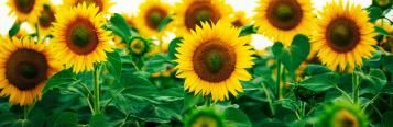 Image for Comment réussir la culture de tournesol ?