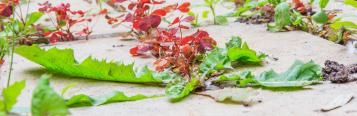 Marre Des Mauvaises Herbes ?
