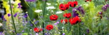 Guide to plant feeding