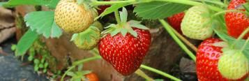 Straight answers to plant feeding