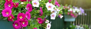 Colourful containers and beautiful baskets