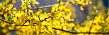 What to plant in autumn and winter containers