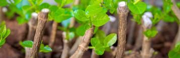 Growing from hardwood cuttings