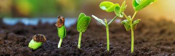 How to germinate seeds | Love the Garden