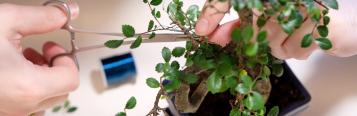 How to prune a bonsai tree like Mr Miyagi