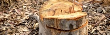 How to remove tough tree stumps and roots