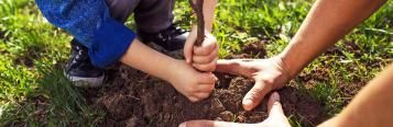 Moving trees and shrubs