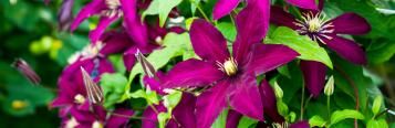 When to prune Clematis