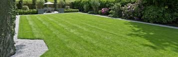 A lush green lawn