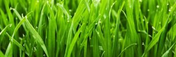 Seasonal lawn care