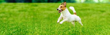 Quick guide to a great looking, healthy lawn