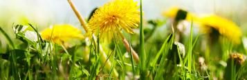 Common lawn problems and how to fix them