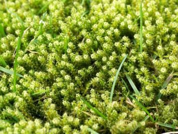 Lawn moss