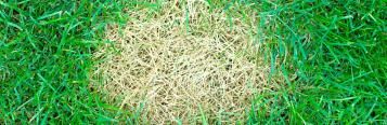 How to control and prevent lawn diseases