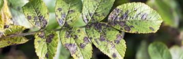 Common leaf problems and diseases 