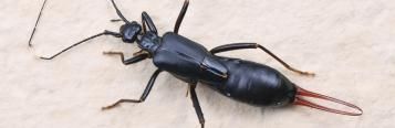 Earwigs in the home