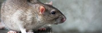 Rats and mice